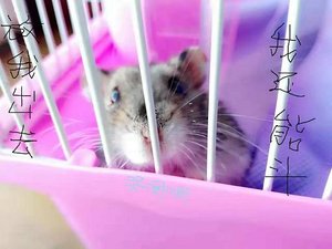 被迫成為宅鬥文女主硕(穿書)