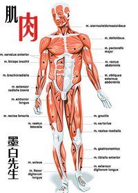 肌肉+悬疑小说家+亲爱的, 该吃药了+午夜十二点的自习教室+病毒+失眠症患者